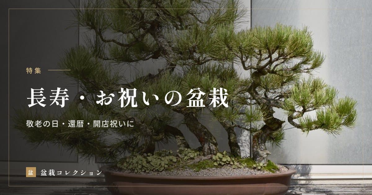 長寿・お祝いの盆栽