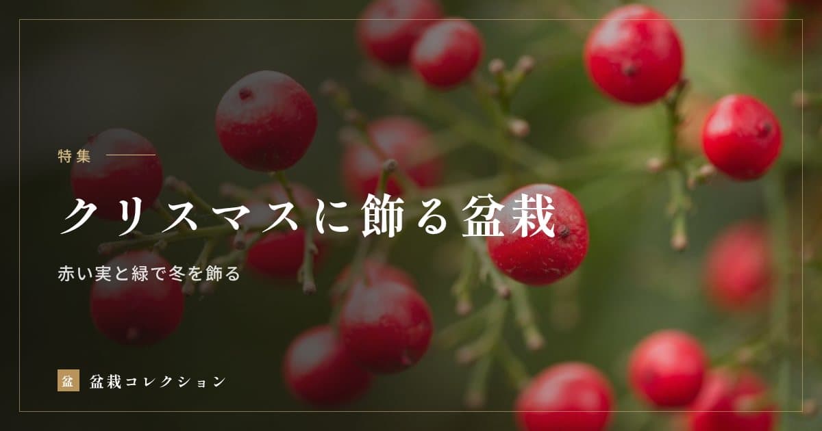 クリスマスに飾る盆栽