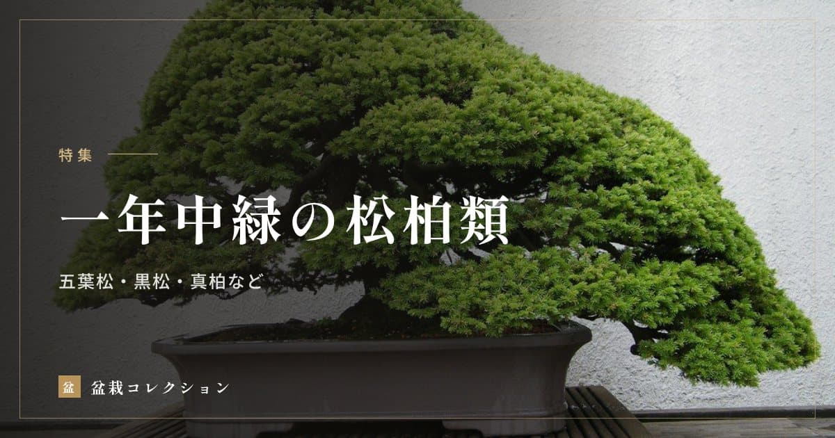 一年中緑の松柏類