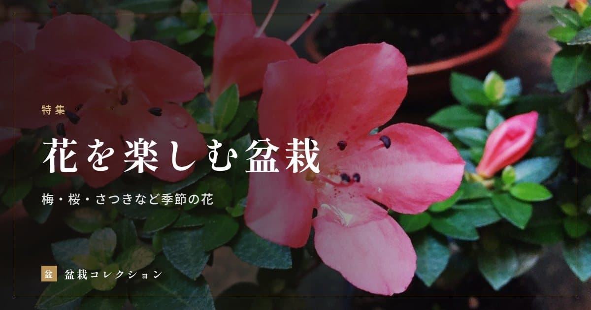 花を楽しむ盆栽