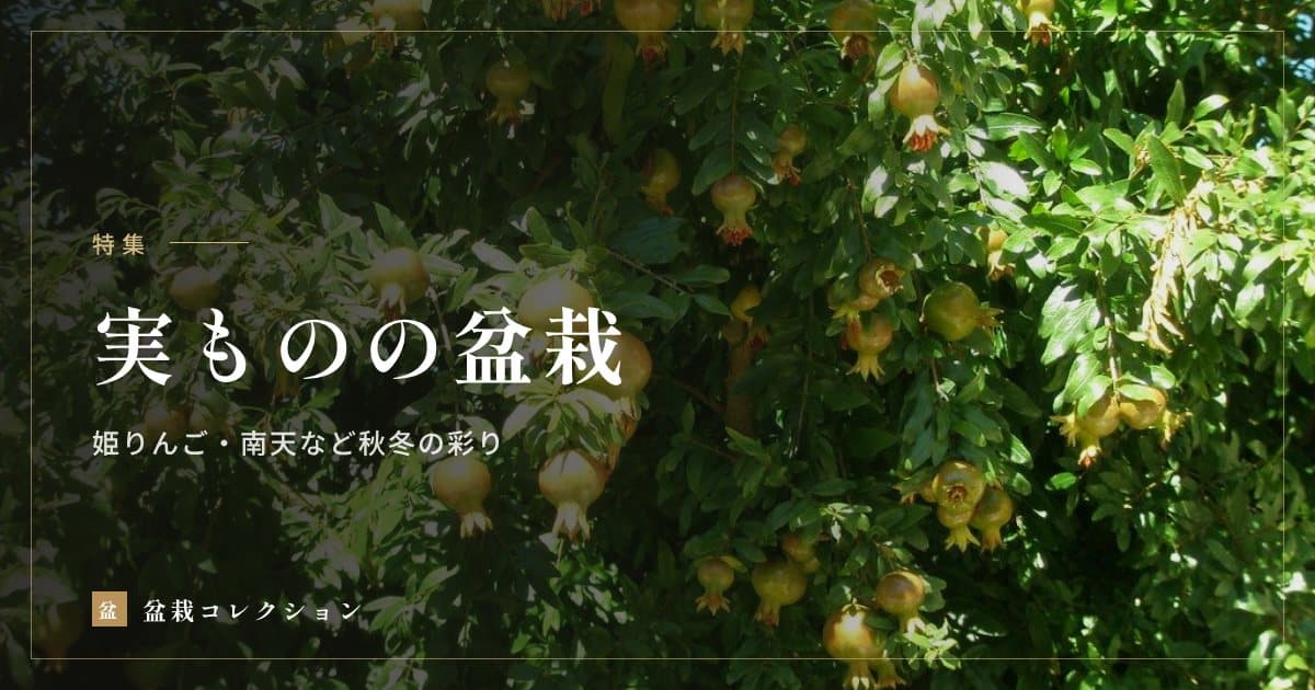 実ものの盆栽