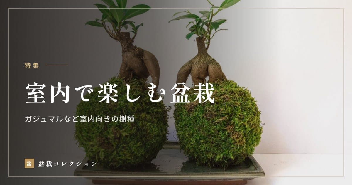 室内で楽しむ盆栽