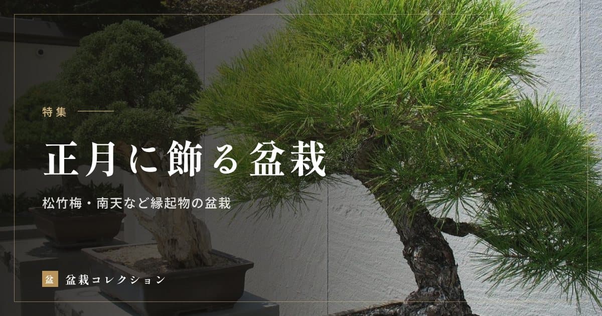 正月に飾る盆栽