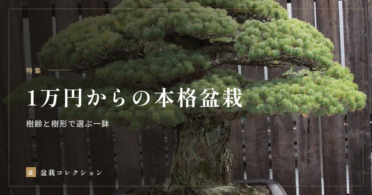 1万円からの本格盆栽