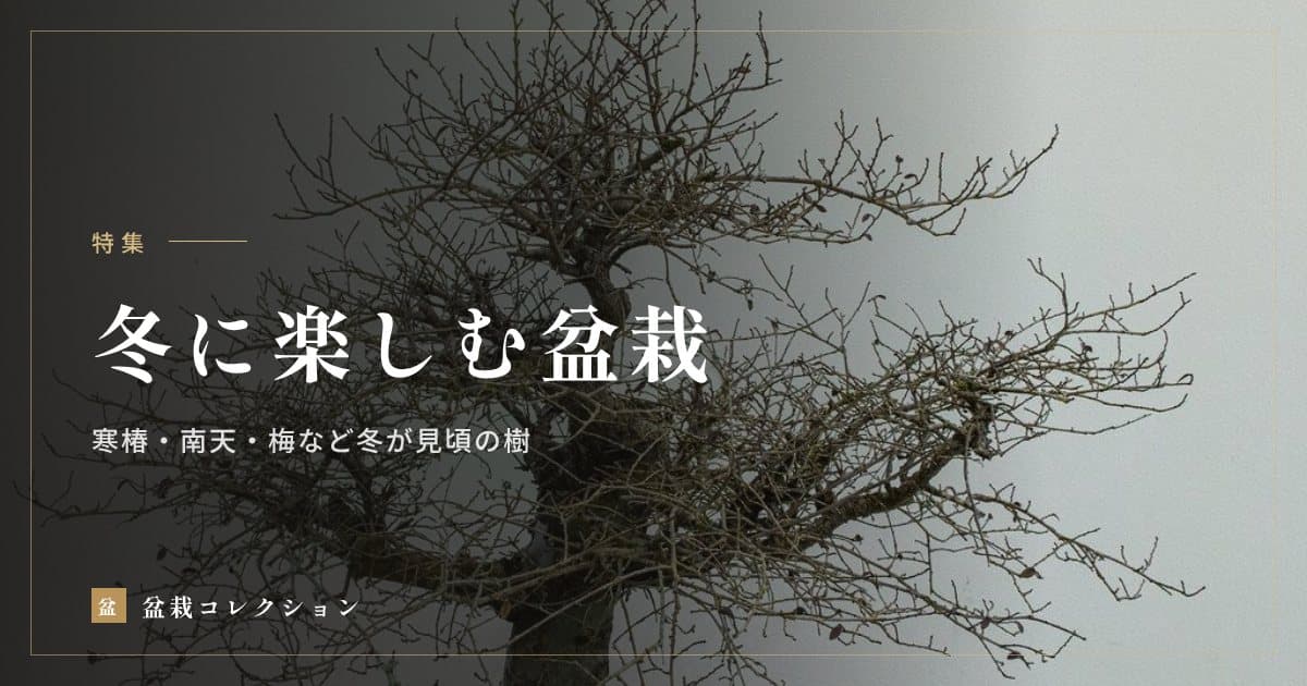 冬に楽しむ盆栽