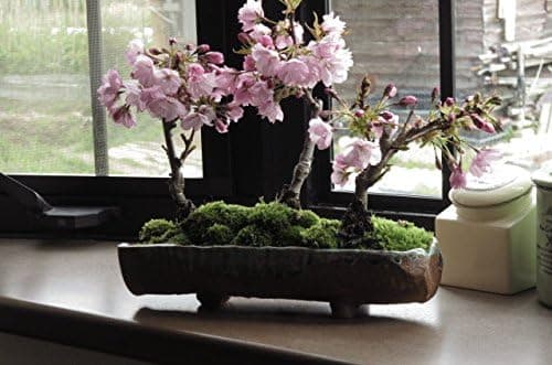 桜盆栽の寄せ植え桜 桜並木