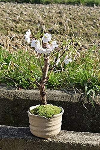ソメイヨシノ盆栽 染井吉野桜