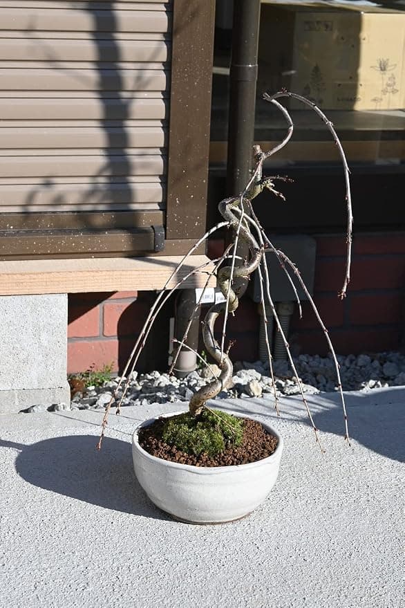 さくら盆栽 (富士しだれ桜)
