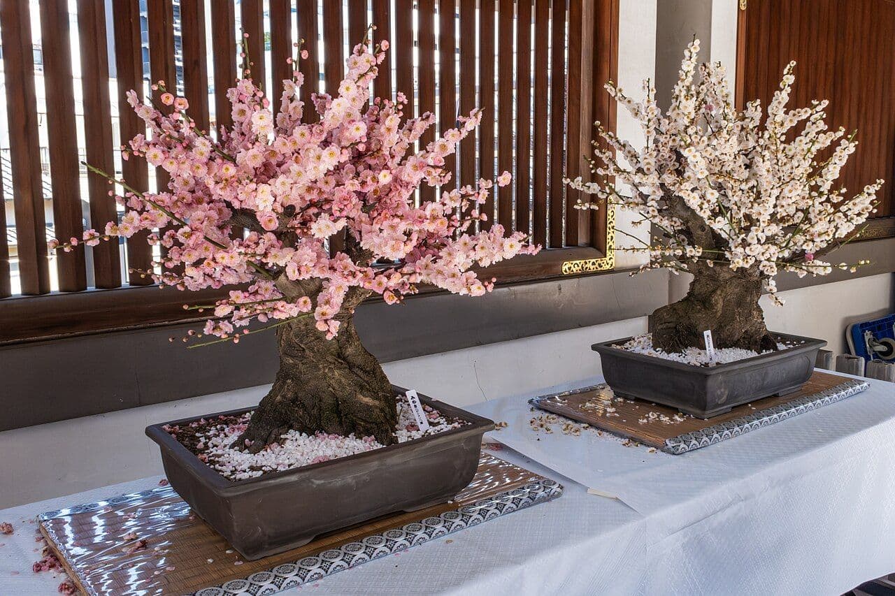 梅の盆栽の育て方|花後の剪定と、翌年も花を咲かせるための一年の管理