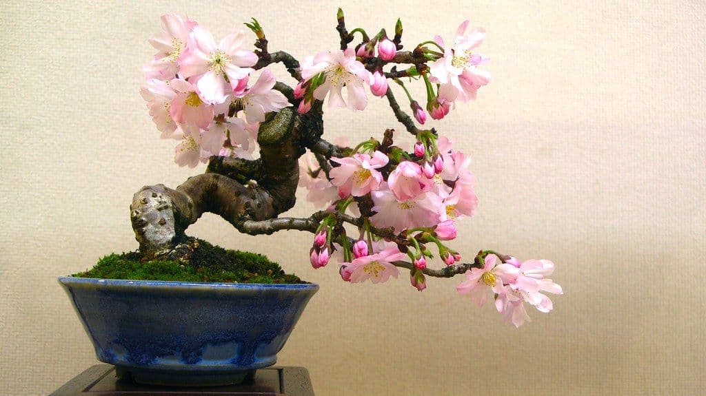 桜の盆栽の育て方|品種の選び方と、毎年花を咲かせるための一年の管理