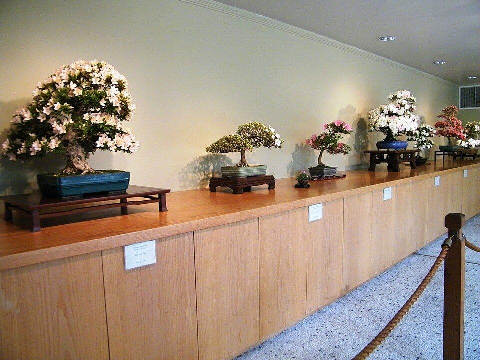 サツキ・ツツジの盆栽|花後の剪定と用土、毎年咲かせるための一年の管理