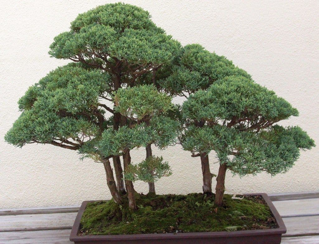 杜松(トショウ)の盆栽|針のような葉の扱い方と、芽切り・針金かけ・年間の管理