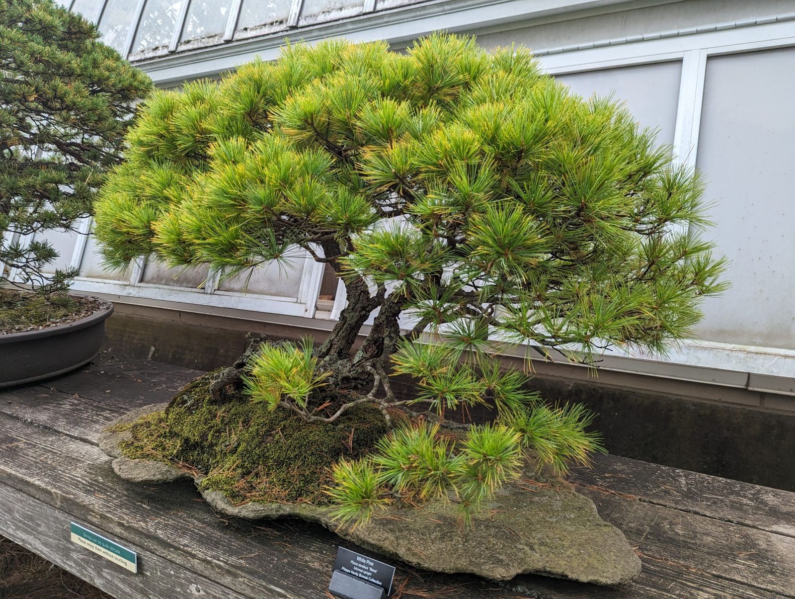 温室の外の棚に置かれた、平たい石の上に植えられた松の盆栽
