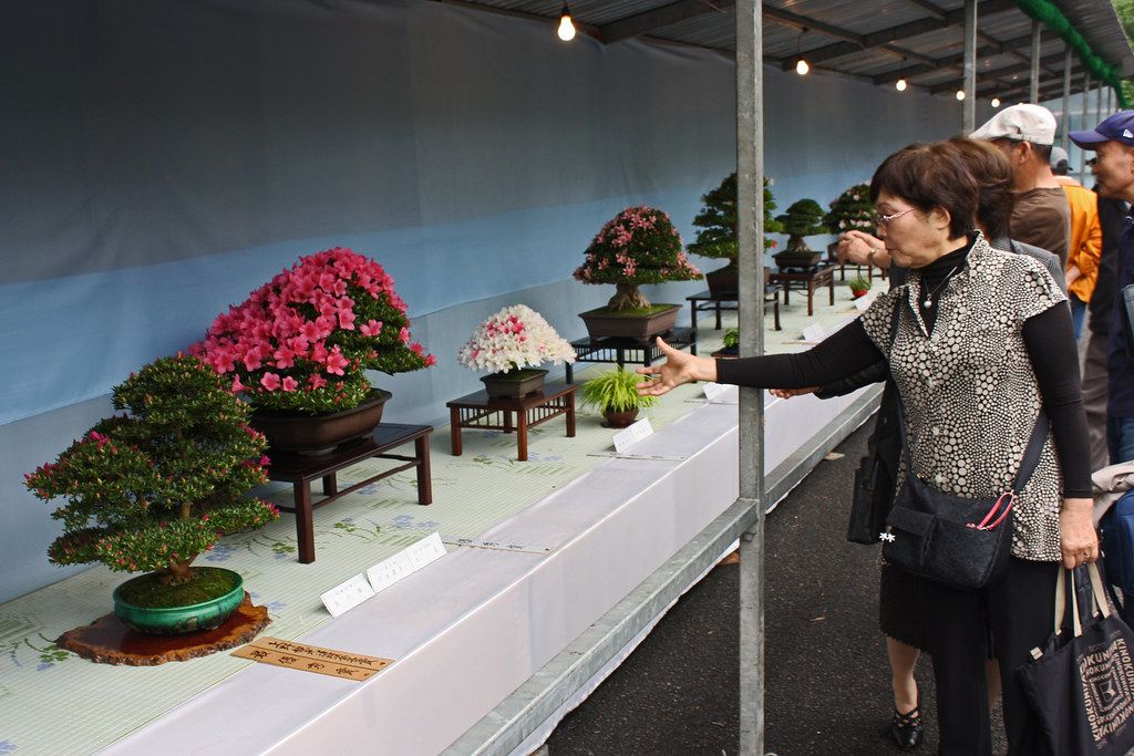 テントの下の長い台に、花の咲いたさつきの盆栽が並ぶ展示会