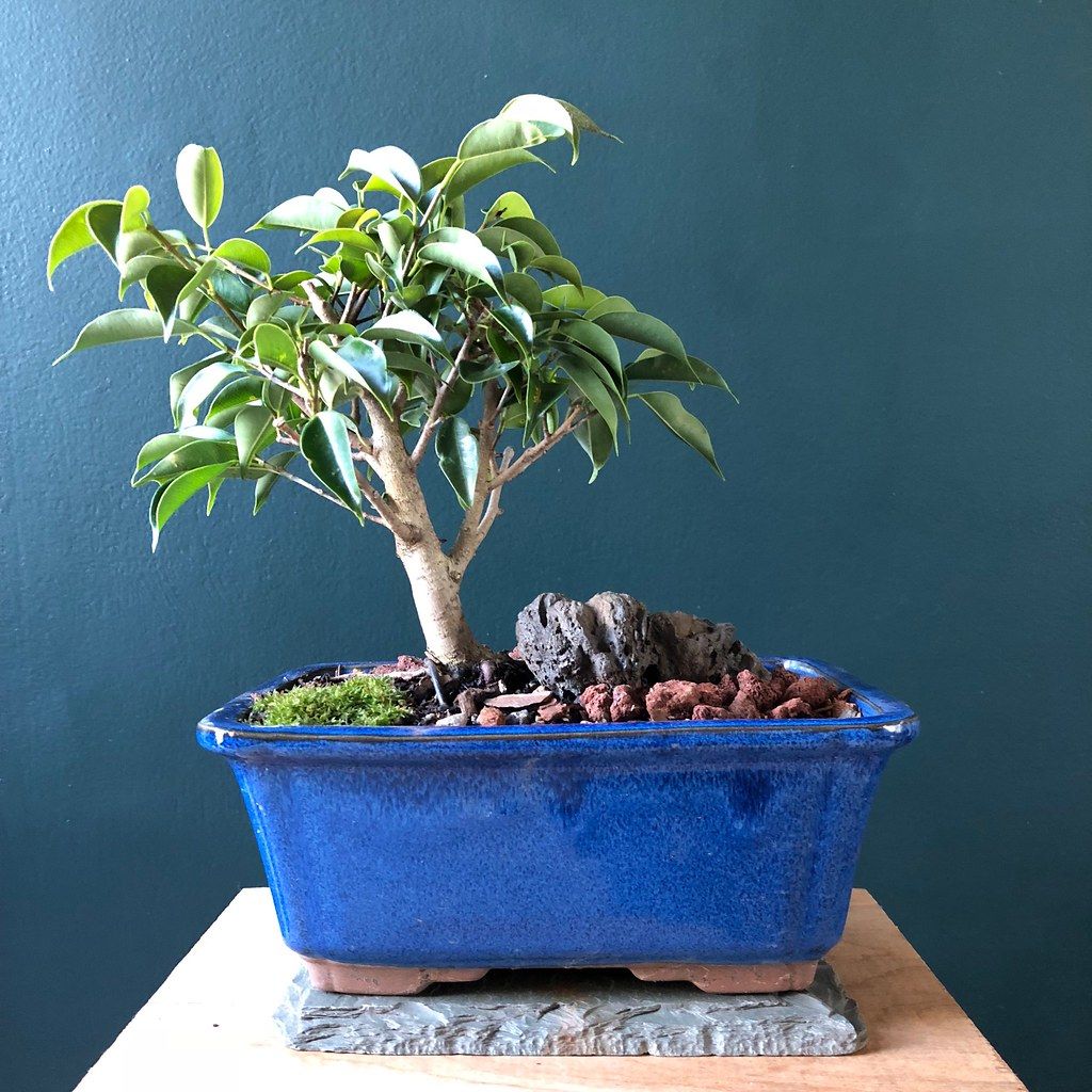 青い鉢に植えられた、葉のつややかなフィカスの盆栽