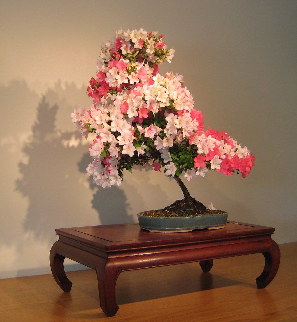棚の上に置かれた、ピンクと白の花がたくさん咲いたつつじの仲間の盆栽
