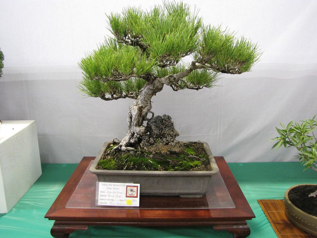 展示台に置かれた、長く仕立てられた黒松の盆栽