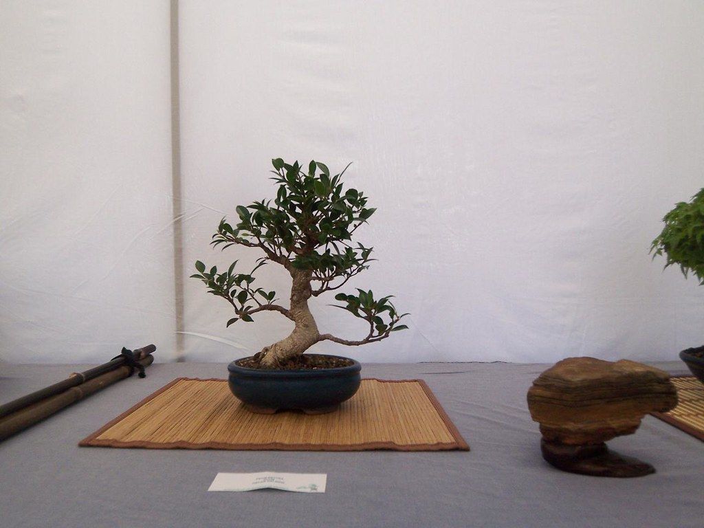 室内の台に飾られたフィカスの盆栽
