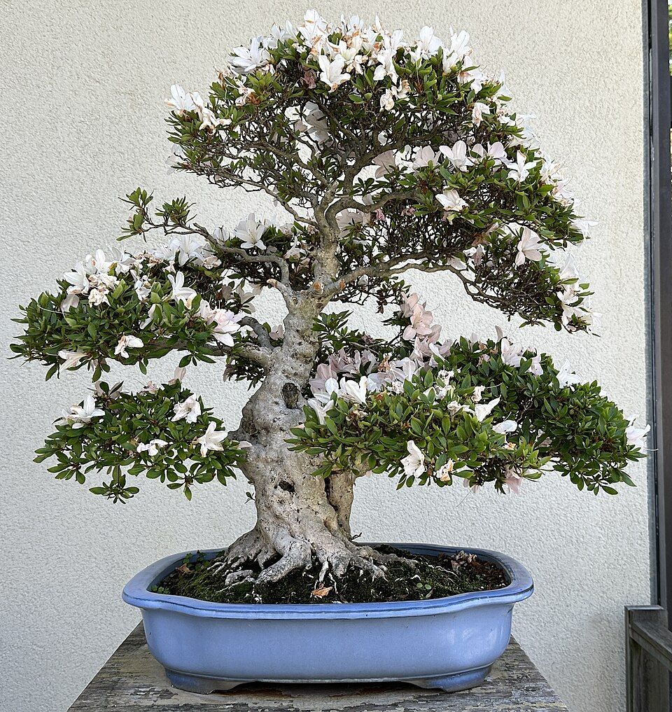 花をたくさんつけたサツキの盆栽