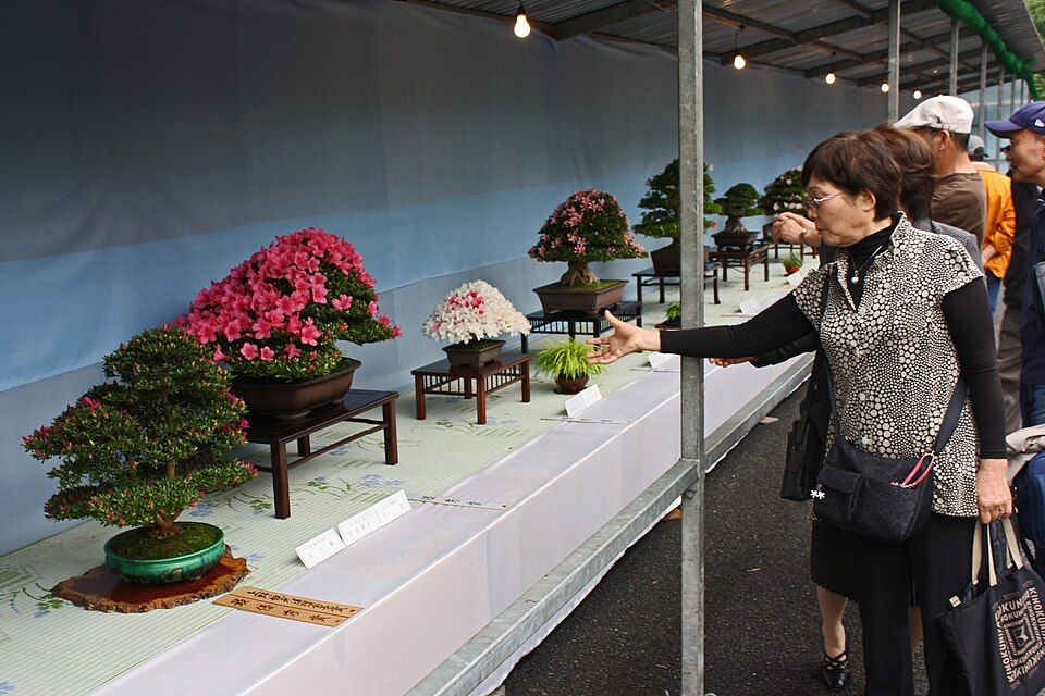 サツキの展示会で、来場者が花をつけた盆栽を見ている様子