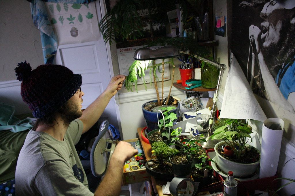 植物用のライトの下で、室内で鉢植えの樹の手入れをする様子