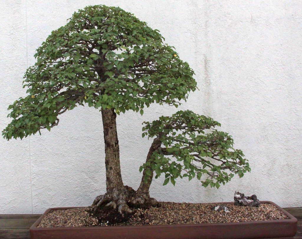 ヨーロッパ原産のニレの一種を仕立てた盆栽。大小2本の幹が浅い鉢に植えられている