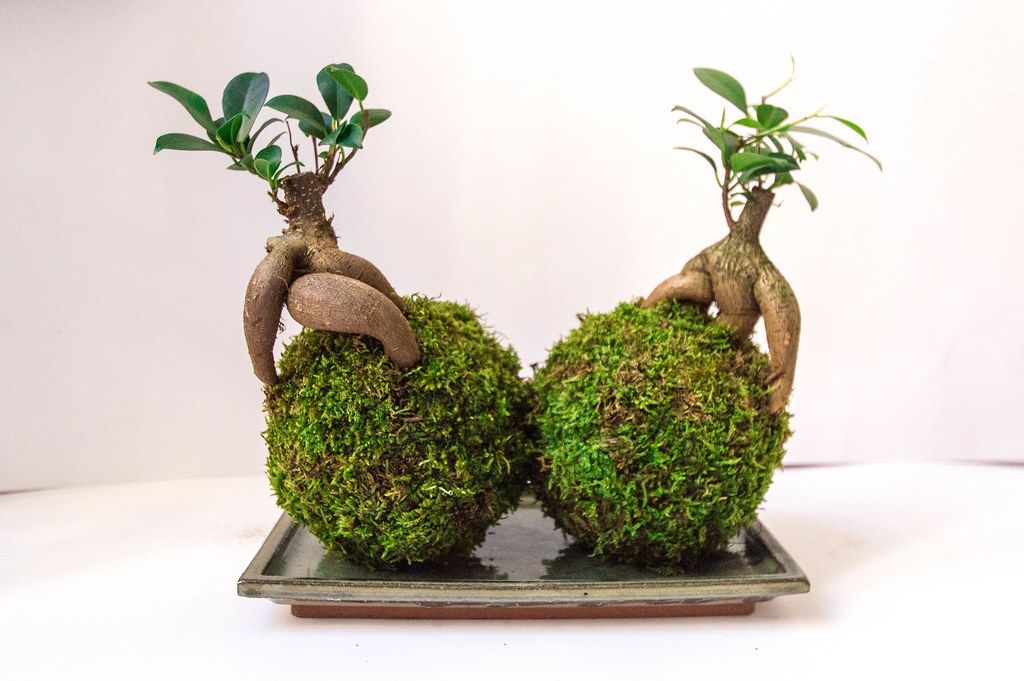 苔玉のような丸い土の上に、太った根を見せて植えられた2鉢のガジュマル