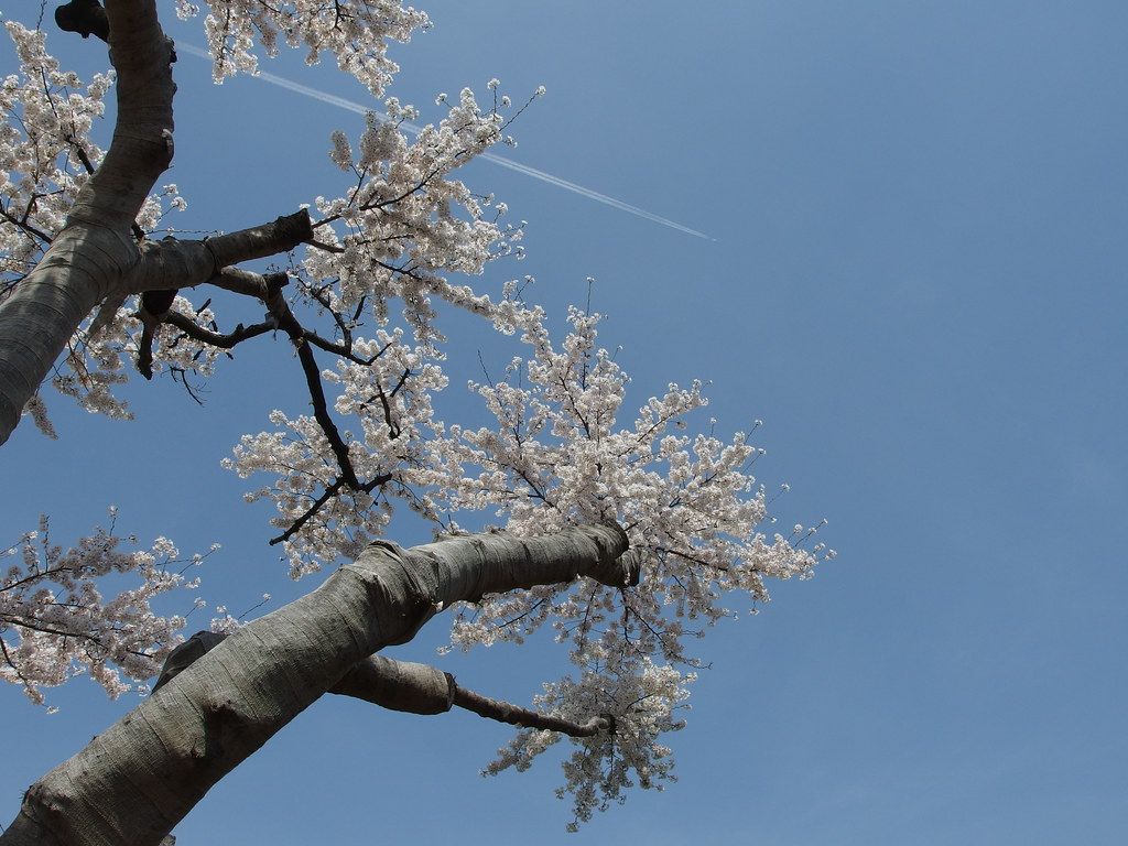 青空の下で咲く桜の花