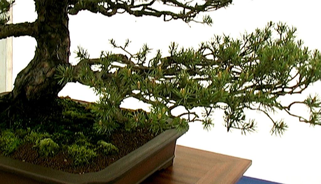 枝が何段にも分かれて葉を広げた松の盆栽の枝