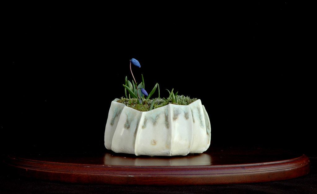 白い器に植えられた小さな草ものが、黒い背景の前の台に飾られている