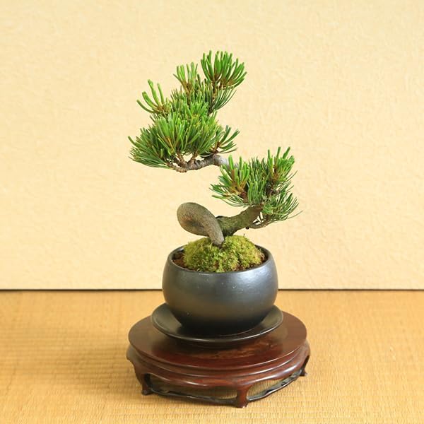 五葉松小品盆栽